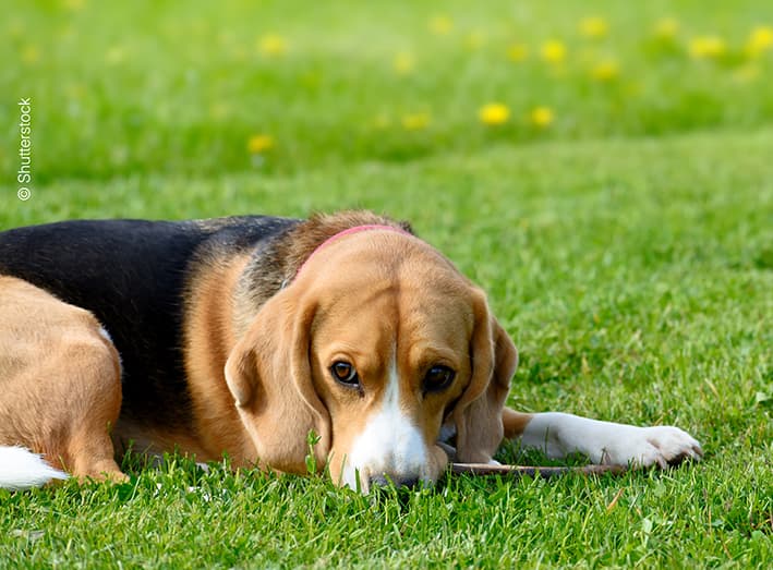 Dog,Lying,On,The,Green,Grass,Field.,Female,Beagle,Outdoor